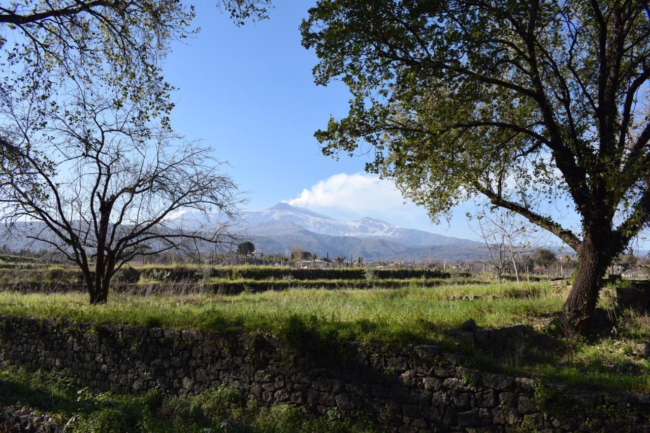 Etna Tra Le Querce *