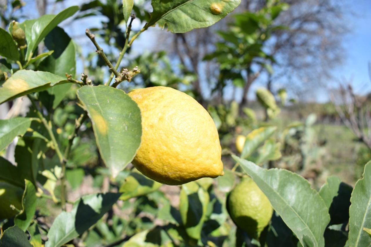 Etna Tra Le Querce * Santa Venerina